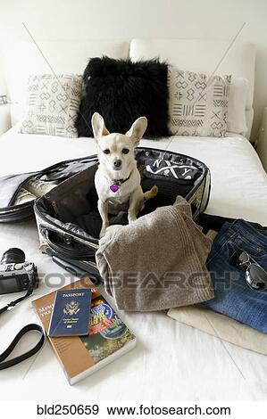 Dog sitting in suitcase on bed View Large Photo Image Stock Photo - Dog sitting in suitcase on bed. Fotosearch