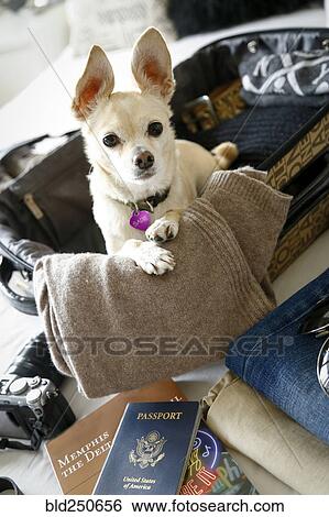 Stock Photograph - Dog sitting in suitcase on bed. Fotosearch