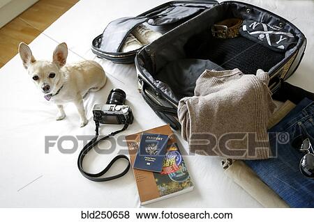 Stock Photo - Dog sitting on bed near suitcase. Fotosearch