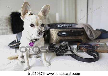 Dog sitting on bed near suitcase View Large Photo Image Stock Photograph - Dog sitting on bed near suitcase. Fotosearch