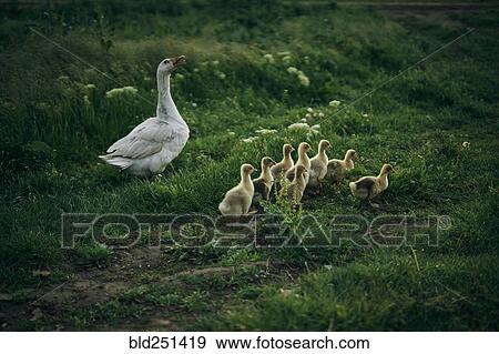 Stock Photo - Duck watching ducklings walk in grass. Fotosearch