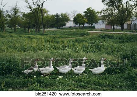 Ducks walking in grass View Large Photo Image Stock Image - Ducks walking in grass. Fotosearch