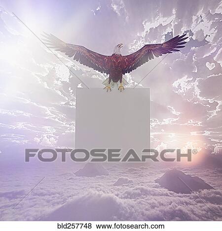 Stock Photo - Eagle flying in sky holding blank sign. Fotosearch