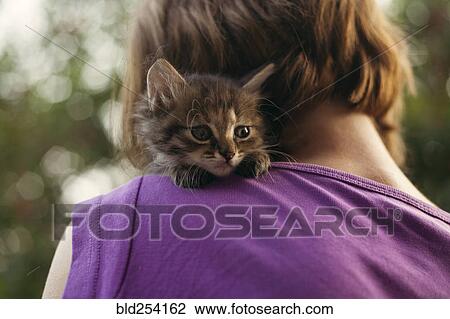Face of cat sitting on shoulder of woman View Large Photo Image Stock Image - Face of cat sitting on shoulder of woman. Fotosearch