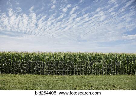 Field of corn View Large Photo Image Stock Photo - Field of corn. Fotosearch