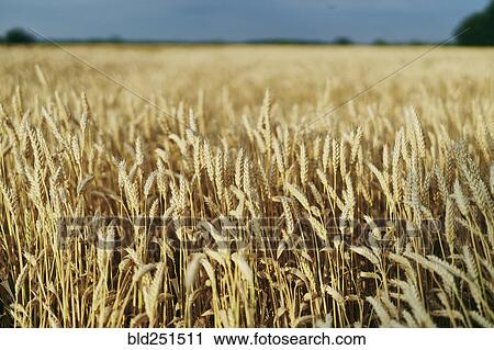 Stock Image - Field of golden wheat. Fotosearch