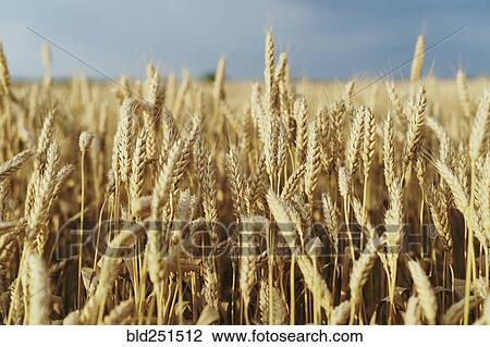 Field of golden wheat View Large Photo Image Stock Image - Field of golden wheat. Fotosearch