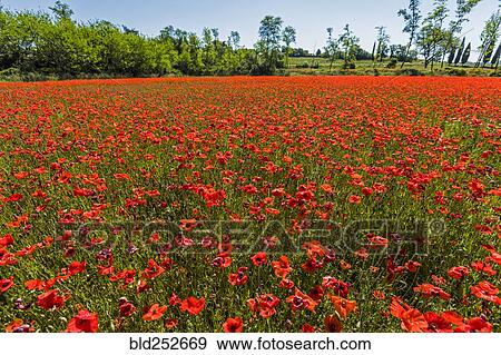 Stock Photo - Field of red flowers. Fotosearch