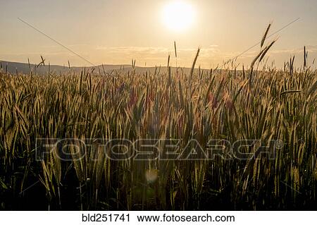 Field of wheat at sunset View Large Photo Image Stock Image - Field of wheat at sunset. Fotosearch