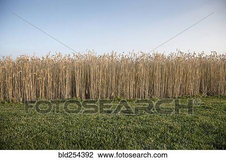 Field of wheat View Large Photo Image Stock Image - Field of wheat. Fotosearch