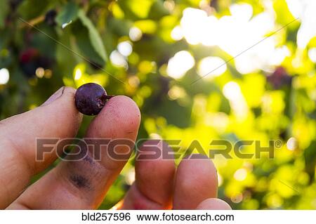 Stock Photograph - Fingers holding blueberry. Fotosearch