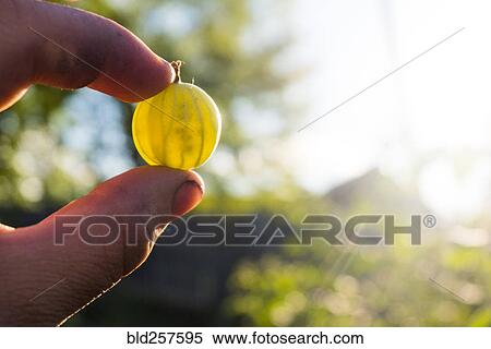 Fingers holding transparent organic green tomato View Large Photo Image Stock Photography - Fingers holding transparent organic green tomato. Fotosearch