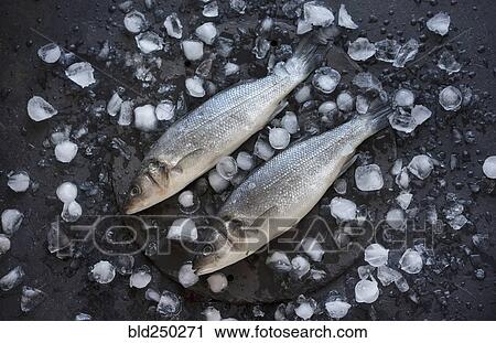 Stock Image - Fish on ice cubes. Fotosearch