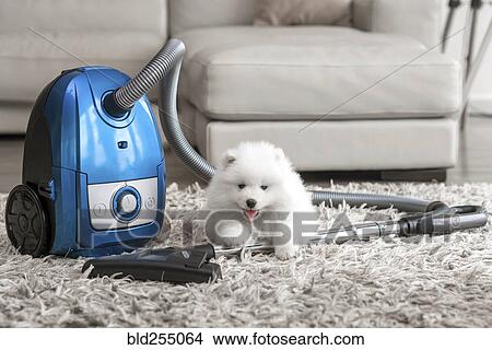 Fluffy white dog laying on shag carpet near vacuum View Large Photo Image Picture - Fluffy white dog laying on shag carpet near vacuum. Fotosearch