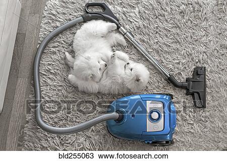 Stock Image - Fluffy white dogs laying on shag carpet near vacuum. Fotosearch