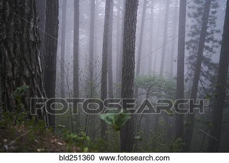 Stock Image - Fog in forest. Fotosearch
