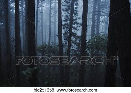 Fog in forest View Large Photo Image Stock Photo - Fog in forest. Fotosearch