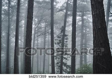 Fog in forest View Large Photo Image Stock Photo - Fog in forest. Fotosearch