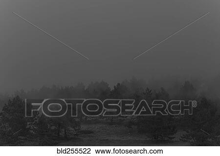 Fog over trees View Large Photo Image Stock Image - Fog over trees. Fotosearch