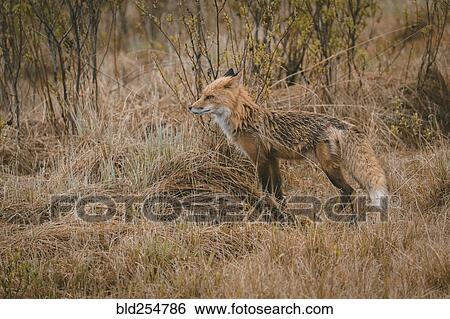 Fox standing in forest View Large Photo Image Stock Photograph - Fox standing in forest. Fotosearch