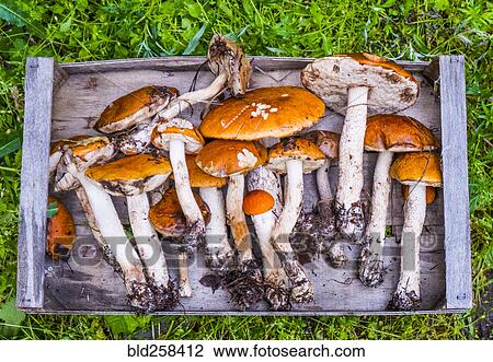 Stock Image - Fresh picked mushrooms on wooden tray. Fotosearch