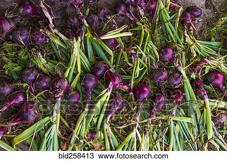 Stock Image - Fresh picked red onions on ground. Fotosearch
