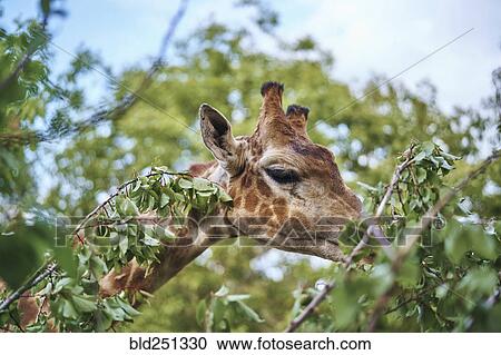Stock Image - Giraffe eating leaves on branch. Fotosearch