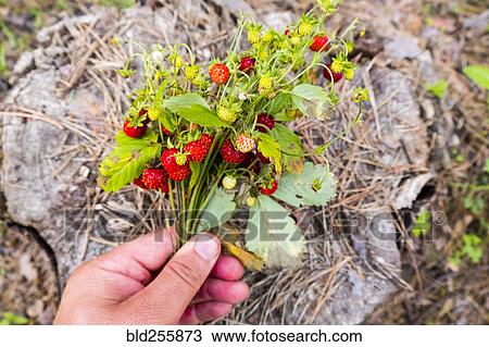 Stock Image - Hand holding bouquet of strawberries over tree stump. Fotosearch