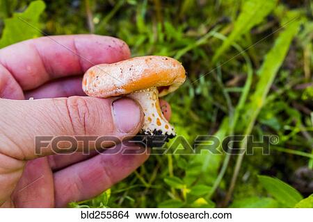 Picture - Hand holding fresh mushroom. Fotosearch