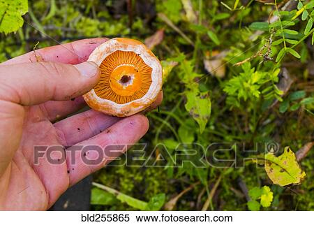 Stock Photography - Hand holding fresh mushroom. Fotosearch