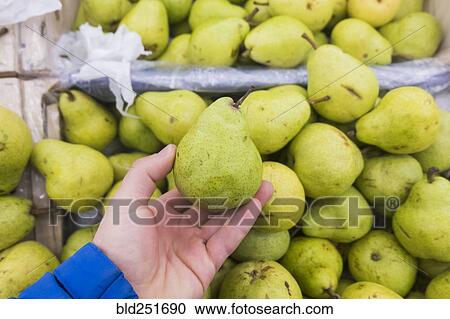 Hand holding green pear View Large Photo Image Stock Image - Hand holding green pear. Fotosearch