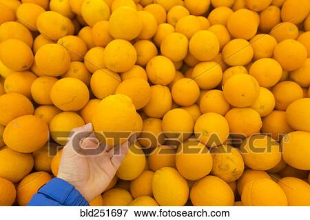 Stock Photo - Hand holding oranges. Fotosearch