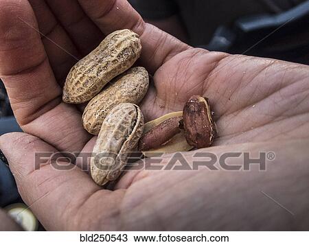 Stock Image - Hand holding peanuts. Fotosearch