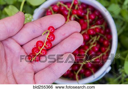Hand holding red berries above basket View Large Photo Image Stock Photograph - Hand holding red berries above basket. Fotosearch