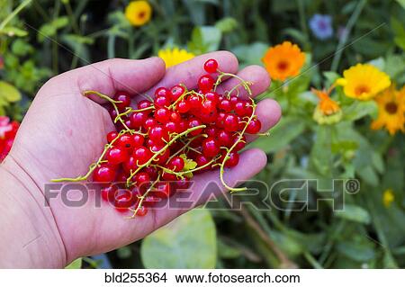 Picture - Hand holding red berries. Fotosearch