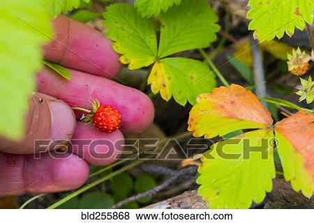 Hand holding tiny red strawberry View Large Photo Image Stock Photo - Hand holding tiny red strawberry. Fotosearch