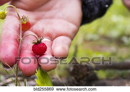 Hand holding tiny red strawberry View Large Photo Image Stock Photo - Hand holding tiny red strawberry. Fotosearch