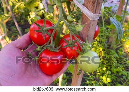 Stock Image - Hand holding tomatoes on vine. Fotosearch