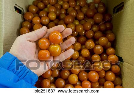 Hand holding tomatoes View Large Photo Image Stock Photo - Hand holding tomatoes. Fotosearch