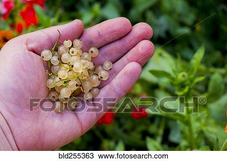 Stock Image - Hand holding white berries. Fotosearch
