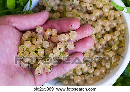Stock Photo - Hand holding white berries. Fotosearch