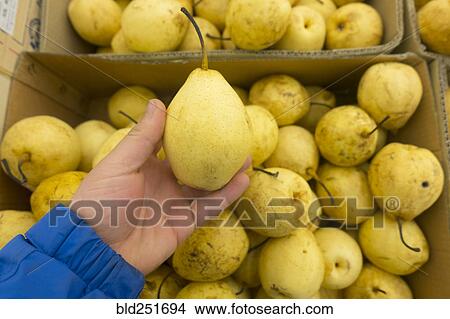 Hand holding yellow pear View Large Photo Image Picture - Hand holding yellow pear. Fotosearch