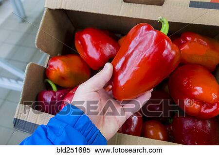 Hand of a woman holding red bell pepper View Large Photo Image Stock Photography - Hand of a woman holding red bell pepper. Fotosearch