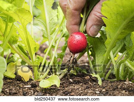 Hand of Caucasian man picking radish in garden View Large Photo Image Stock Photo - Hand of Caucasian man picking radish in garden. Fotosearch