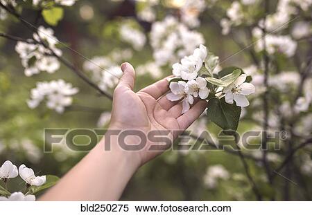 Stock Photography - Hand of Caucasian woman holding flowers on branch. Fotosearch