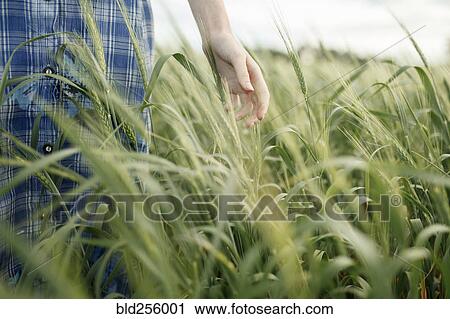 Stock Image - Hand of Caucasian woman in the field of wheat. Fotosearch