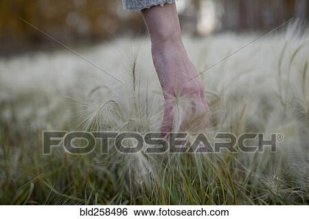 Stock Photograph - Hand of Caucasian woman picking hay seeds. Fotosearch