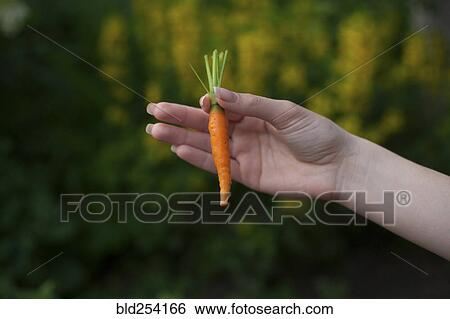 Stock Photograph - Hand of woman holding carrot. Fotosearch