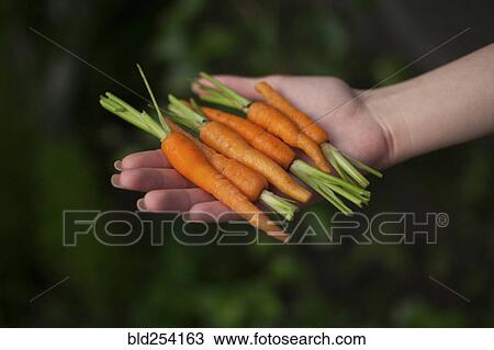 Hand of woman holding carrots View Large Photo Image Stock Image - Hand of woman holding carrots. Fotosearch