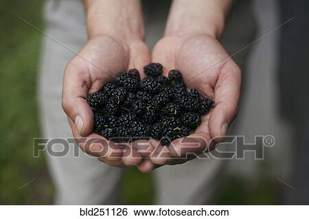Stock Photograph - Hands holding blackberries. Fotosearch